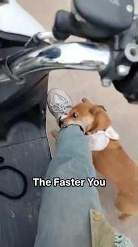 The World's Simplest Dog Speed Limiter