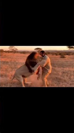 How a wild lion treats its owner with love #USAWildlife #lionking #animallover