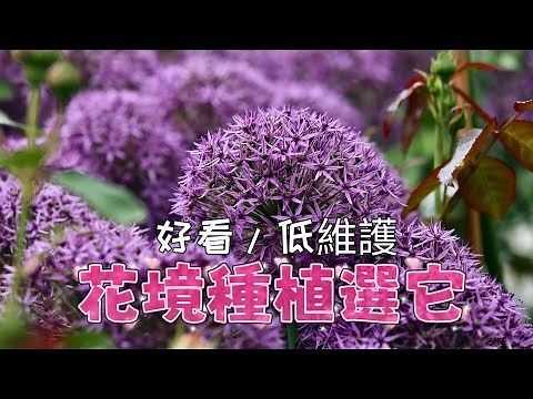 大花蔥Allium giganteum的種植和生長特性/如何培育繁殖/種植中的注意事項/球莖花卉/01.08.2022