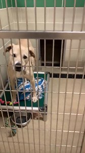 Dogs available for adoption! #HAAW #HR4PETS | Peninsula Regional Animal Shelter