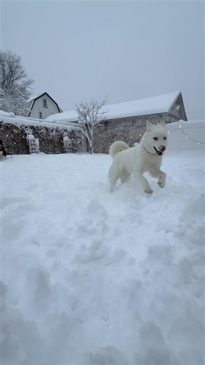 Snow dogs! #cutedog #dogshorts