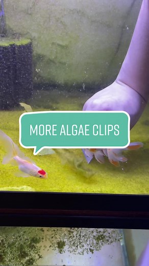 West Coast Goldfish on TikTok