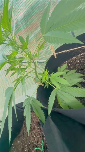 How Fast Does Cannabis Grow in a Greenhouse? 🤯 #growing #greenhouse