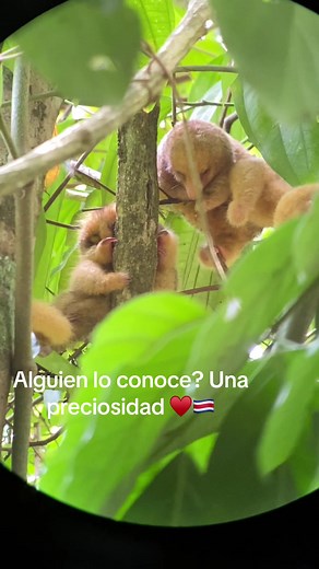 Silky Anteater: Costa Rica's Tiny Nocturnal Wonder
