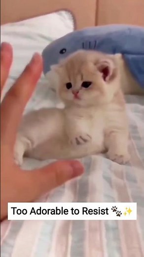 Most Adorable Kitten Compilation Ever 😻✨