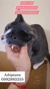 Caso Externo Está hermosa gatita rescatada  NECESITA UN HERMOSO HOGAR RESPONSABLE PARA SIEMPRE TIENE 8 MESES ESTÁ ESTERILIZADA ES HIPER CARIÑOSA COME CROQUETAS USA ARENERO ESTÁ DESPARASITADA ES GRIS CON PATAS BLANCAS SE DA CON KIT DE BIENVENIDA MÁS INFORMACIÓN AL 0992883355 | Adopción Animal Guayaquil - AG | Facebook