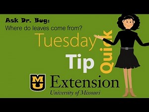Kids Ask Dr Bug: Where do leaves come from?
