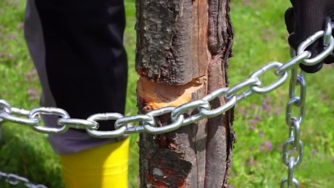 Manually Pull Stumps, Truck-free