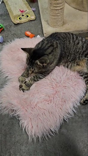 Meet Tiger a Domestic Shorthair currently available for adoption! 2/6/2026 3:36:51 PM