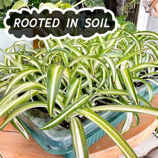 FULLY ROOTED Live Spider Plant 'chlorophytum Comosum' Cuttings, Ready to Plant, Indoor Live Plant, Easy to Grow, Gift for Plant Lovers - Etsy
