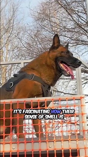 Heroes in Training: Police Dogs.