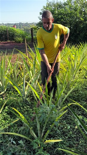 Effective Weeding Techniques for a Lush Garden