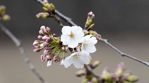 When this special tree blooms, it's officially the start of Japan's cherry blossom season
