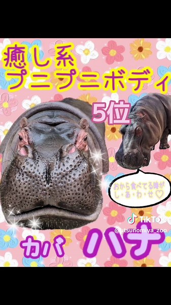 第11回動物美女総選挙 結果発表』 （6位〜1位) 沢山の投票ありがとうございました！ #宇都宮動物園 #公式 #動物園 #動物 #レジャー #宇都宮観光#第11回 #動物美女総選挙#美女総選挙#総選挙