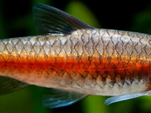 近距离欣赏—红侧鲃Redside Barbs