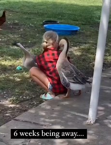 14K views · 213 reactions | Goose's reaction to seeing its favorite person after 6 weeks..謹梁❤️ | Funniest and Craziest Videos | Facebook