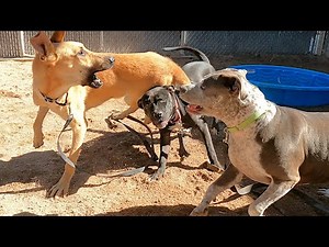Dogs playing: Episode 52