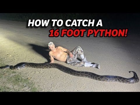 How to catch a 16 FOOT PYTHON BY YOURSELF!