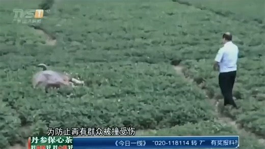 勇敢牛牛向前冲