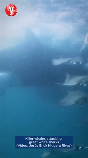 Orcas caught on camera flipping great white sharks and devouring their livers off Baja California A pod of killer whales was captured on video in the Gulf of California skillfully preying on young great white sharks; the orcas used a stunning technique to disorient their prey before feasting on the sharks’ nutrient-rich livers *** The great white shark (Carcharodon carcharias), long regarded as the ocean’s most fearsome predator, has now been shown to have predators of its own. A pod of killer w