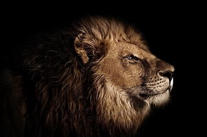 The Best Lion Documentaries - Discovery UK