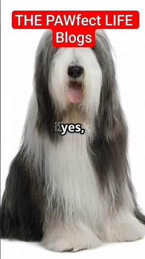"BEARDED COLLIE: A charming canine companion with a fascinating history. #beardedcollie #scotland