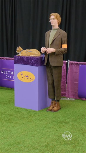The Westminster Cat Show | Studio C