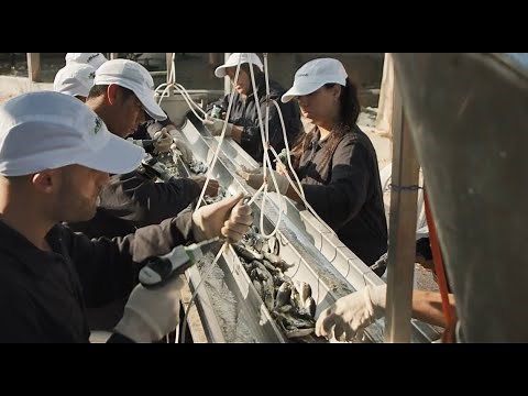 pHi-Tech for Aqua fish Vaccination System