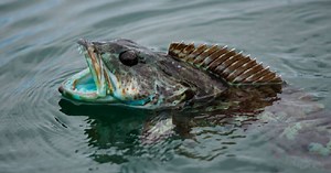 Lingcod: el aterrador pez al que le crecen 20 dientes nuevos por día