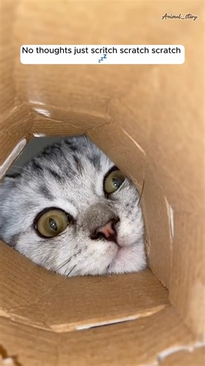 This scratching sound is the ultimate massage for your brain.#cat #funny #cute