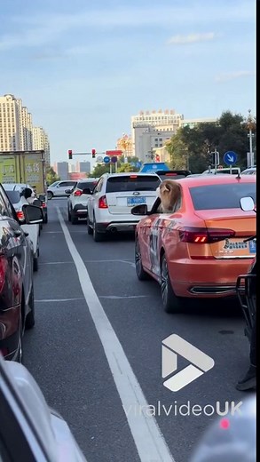 VV5028 Dogs bark at each other through car windows