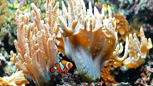 Watch How to Set Up a Reef Tank on Amazon Live