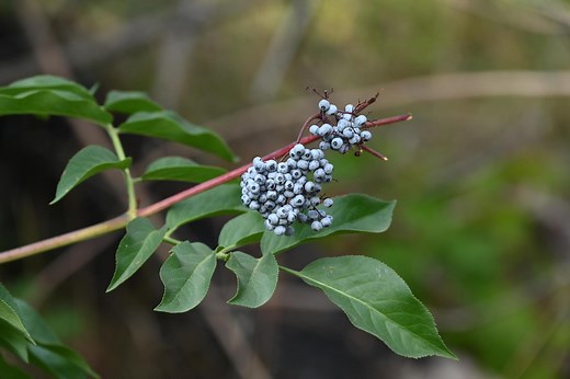 Play it safe when preserving elderberries