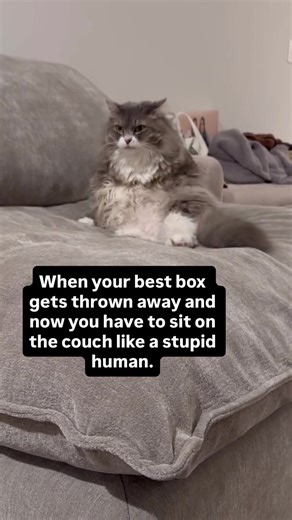 Poor Minnie 😿 #cat #kitten #funnycat #instacat #cats_of_tiktok | funny cat