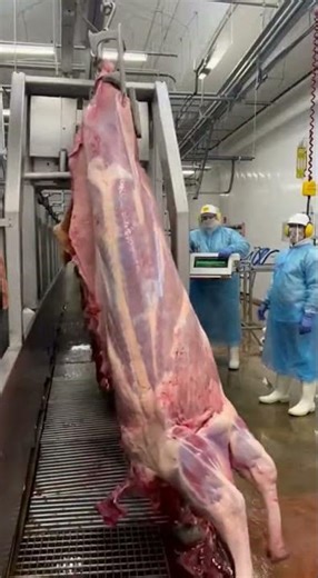 From Farm to Meat: How Beef Is Processed