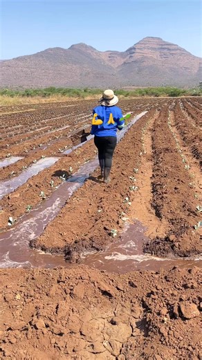 885K views · 14K reactions | #reelviral #agriculture #fblifestyle | Anita Mavezera the young female farmer | Facebook