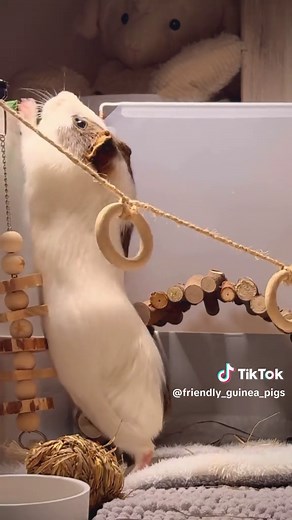 Discover the Joy of Guinea Pigs: Adorable and Fun!
