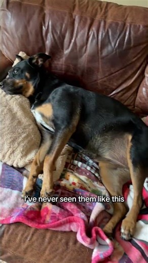 I thought cattle dogs had unlimited energy… did I unlock a glitch?? #cocoruby #cattledogs