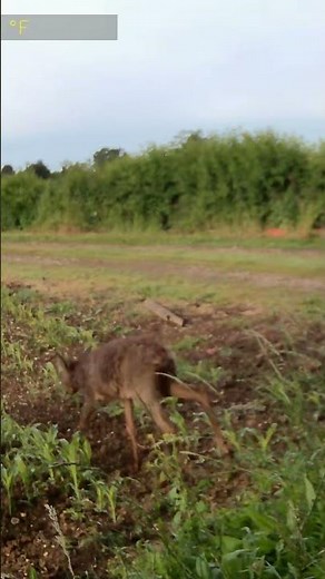 Test vidéo caméra chasse 4g Wolfang WT04 #trailcam #wildlife #nature #animals #hunting #4g
