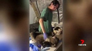 13K views · 318 reactions | Who doesn't enjoy a massage? This koala recovering from recent bushfires is certainly getting used to luxury spa treatments. www.7NEWS.com.au #7NEWS | 7NEWS Brisbane | Facebook