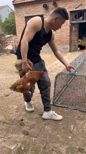This Setup Makes Chicken Farming Easy 🐔💡 #chicken #farmlife #villagelife