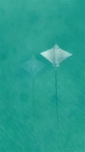 Spotted Eagle Rays flying effortlessly in the shallow waters with a small Trevally along for the ride. #spottedeagleray#estuary#naturevideography#dronevideography#thekimberleyaustralia#westkimberley#broome#estuarineanimals#stingrays#tidalflats#stingraysofinstagram#trevally