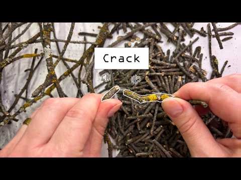 You Won't Believe How Satisfying Breaking Dry Twigs Sounds | ASMR | No Talking | Cracking