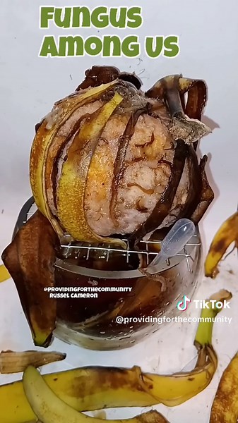 Some more beautiful lab grown pets. #tiktok #labfruit #labgrown #plantsvszombies #cutepets