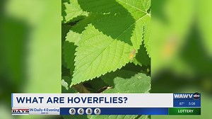 Hoverflies: The tiny bugs that don't sting or bite