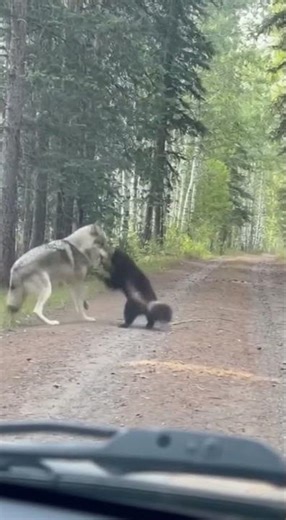 WOLVERINE VS WOLF 🐾: WHO WILL RUN AWAY? 🐺🐱 #wild_pows #animals #wolverine #WOLF #viralshorts