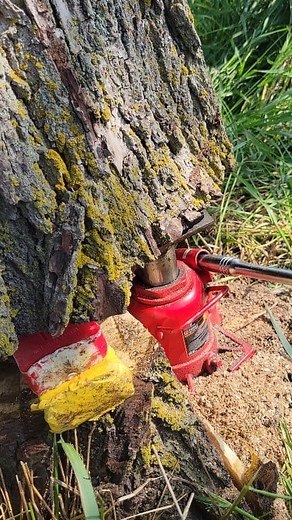 173K views · 2.8K reactions | Timber Fallin' Friday Jackin' one over #rhplogging | RHP Logging - Walnut & White Oak Specialists | Facebook