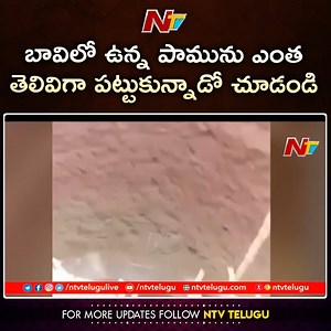 185K views · 484 reactions | బావిలో ఉన్న పామును ఎంత తెలివిగా పట్టుకున్నాడో చూడండి #Ntv #NtvTelugu #NtvLive #NtvNews | Ntv Telugu | Facebook