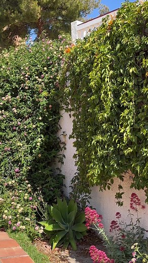 San Juan de Capistrano 🌹@nerjalovers ♥️ #Nerja #Malaga #Andalucia #Spain #holidays #photos #tips #Love #beautiful #foto #summer #reels #music #spotify #sun #nerjalovers #lovespain #traveller #trip #fitur #Fitur2024 #Axarquia #beach #playa #julioiglesias #musica #properties | NERJA LOVERS