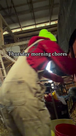 Yes my overalls are ripped but they don’t make them anymore 😭 — anyway feed the cows with me this morning! #cattle #livestock #eatbeef #agriculture #ohioag #farm #farmlife #jerseycattle #farming | Calf N’ Chaff Farm Services